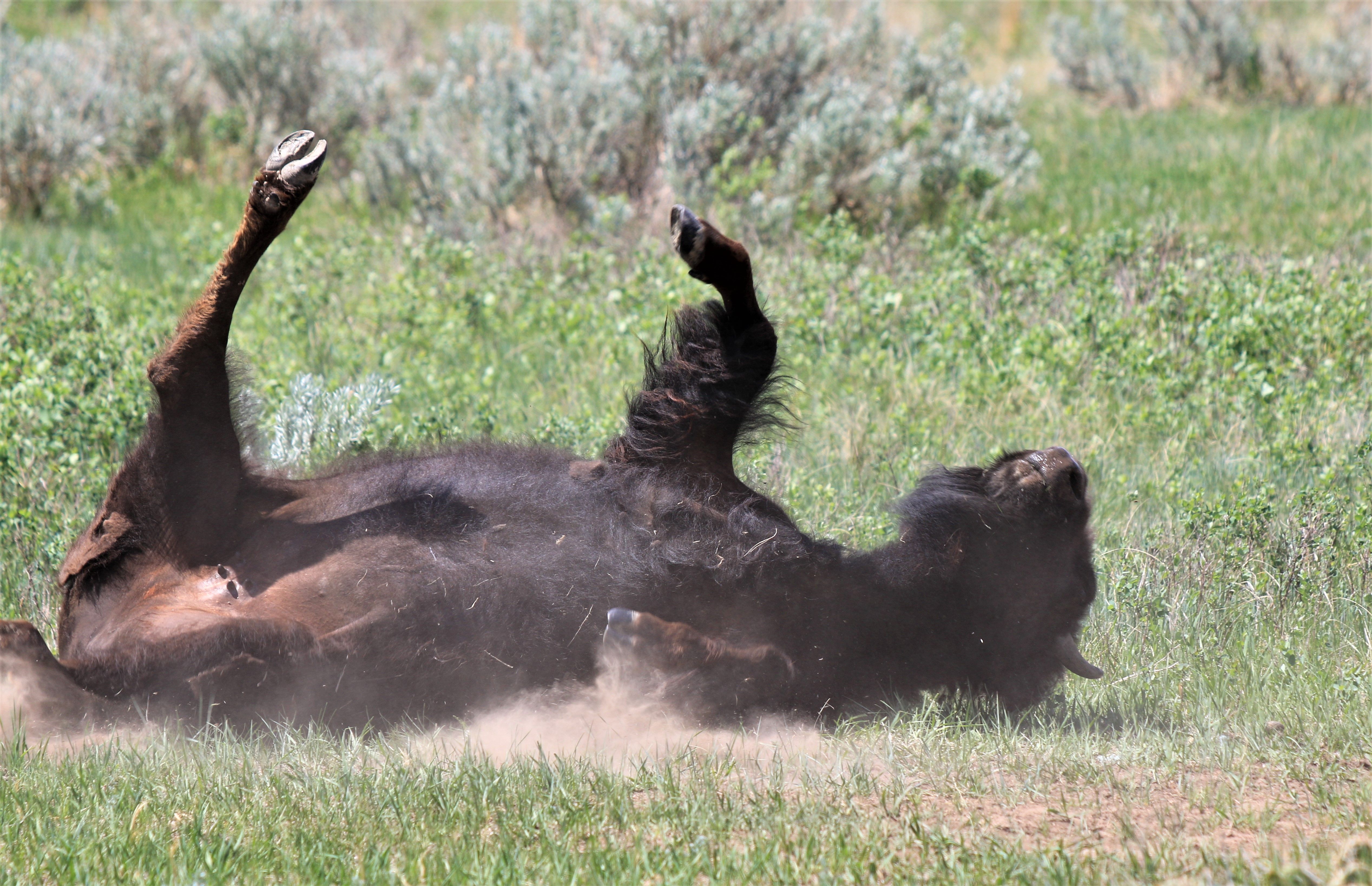 Theodore Roosevelt NP